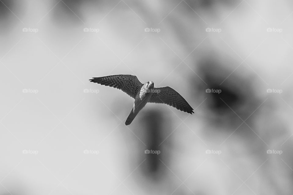 No Person, Bird, Wildlife, Blur, Monochrome