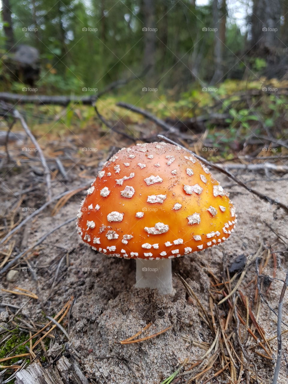fly agaric