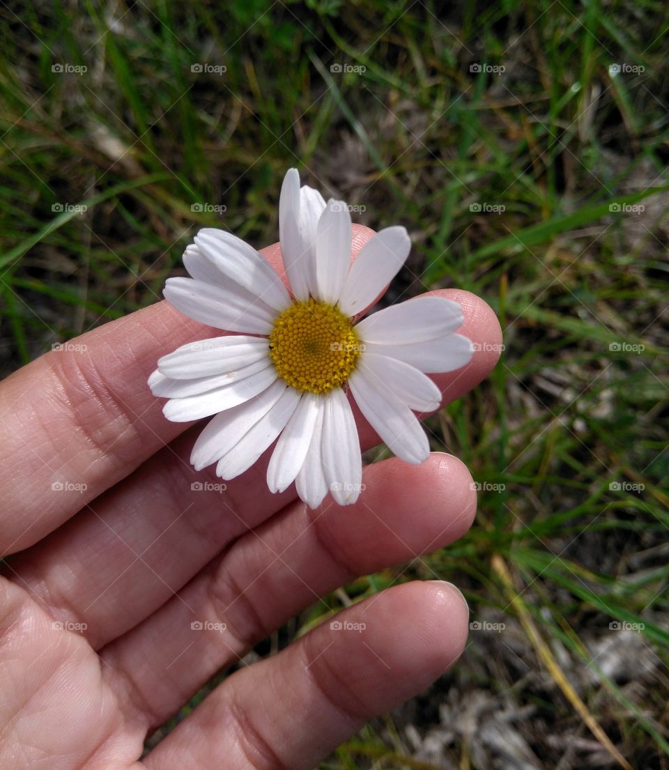 wild camomiles flowers in the hand in the grass summer time