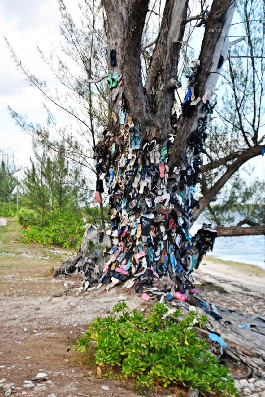 Cayman Shoe Tree
