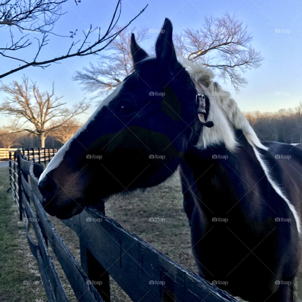 Horse face profile