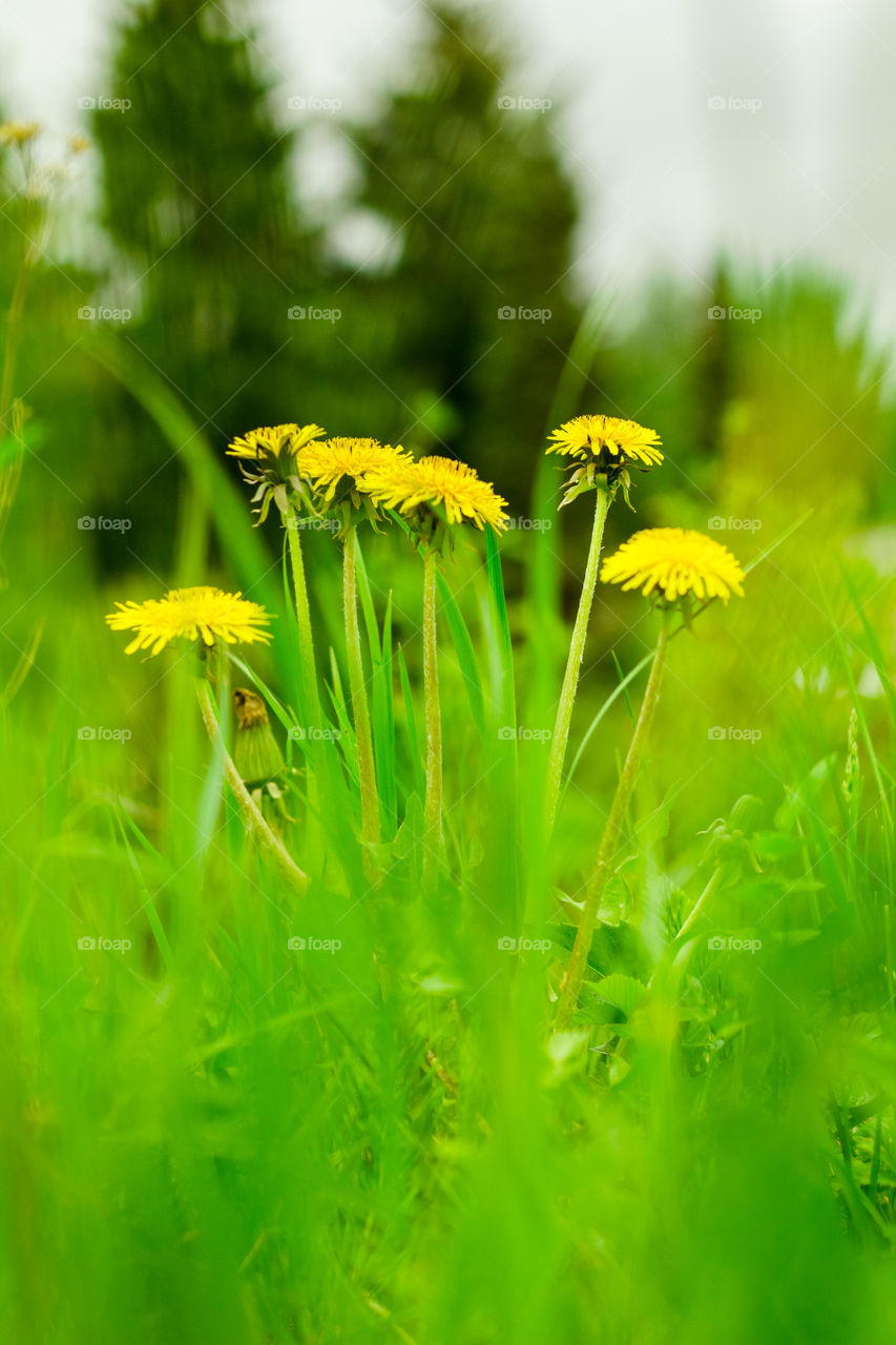 Blooming yellow dandelions in the garden