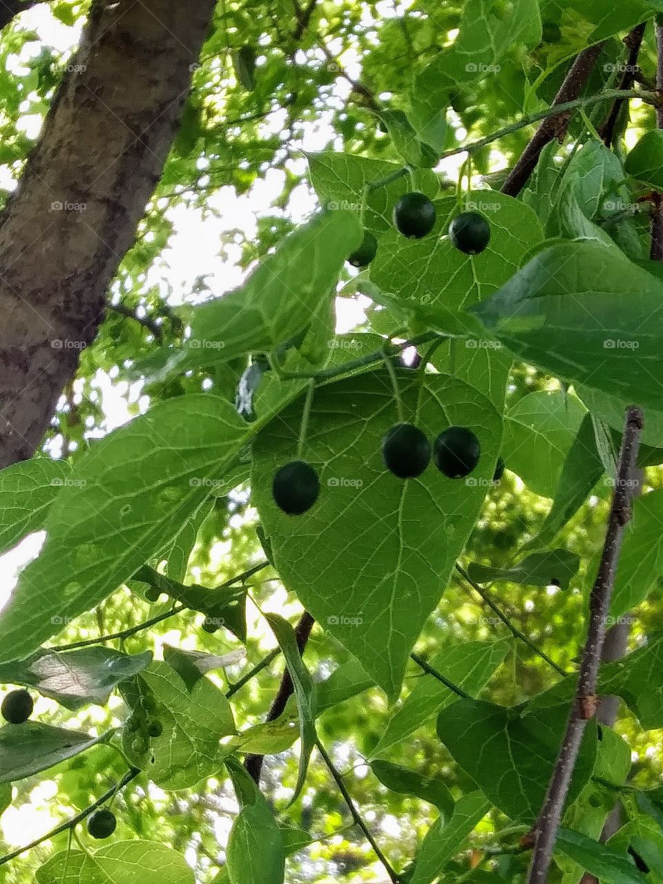 fruit ripening on a tree