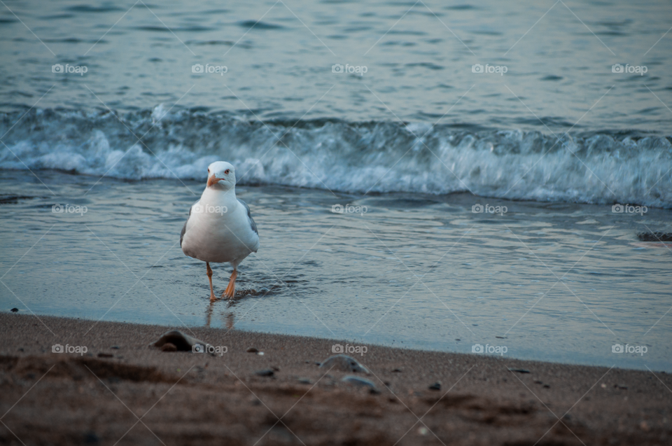 Seagull 