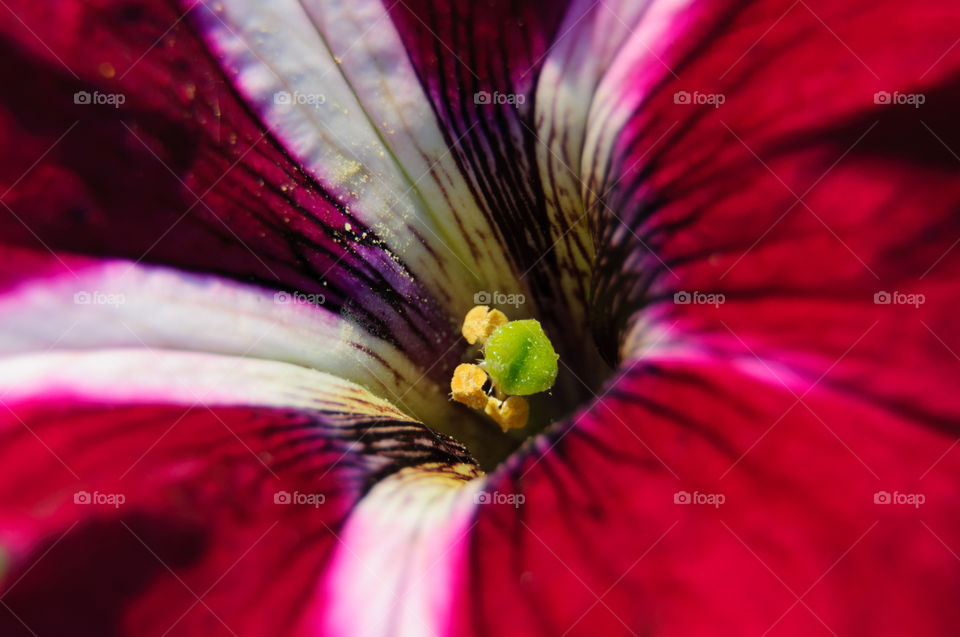 Flower close up