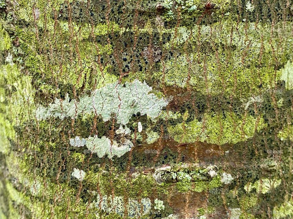 Varying shades of green on a tree trunk due to lichen