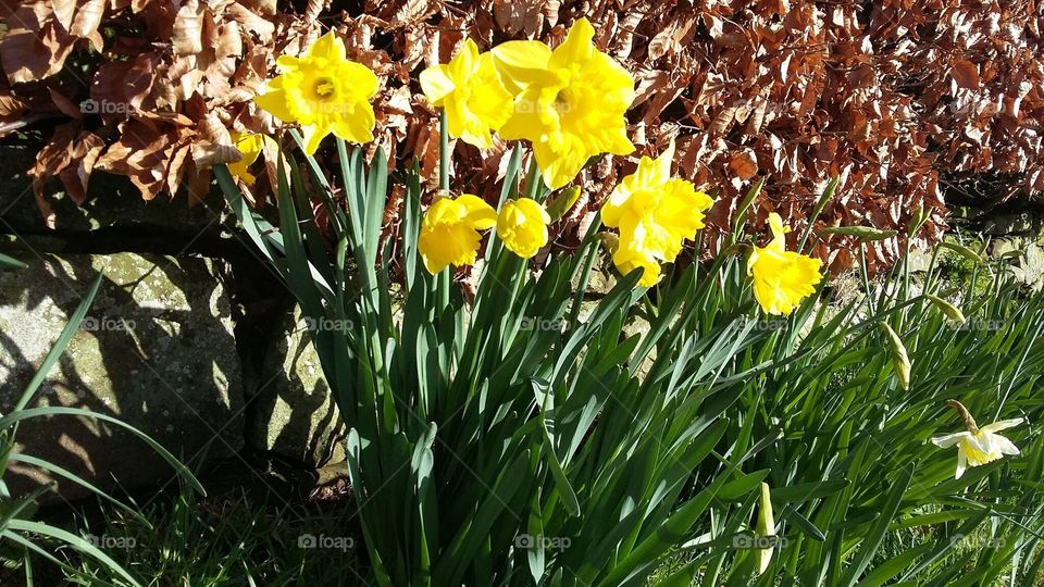 beautiful daffodils in the sunshine