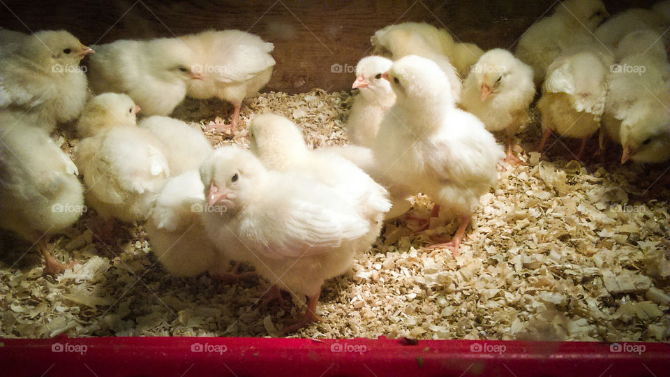baby chicks spring