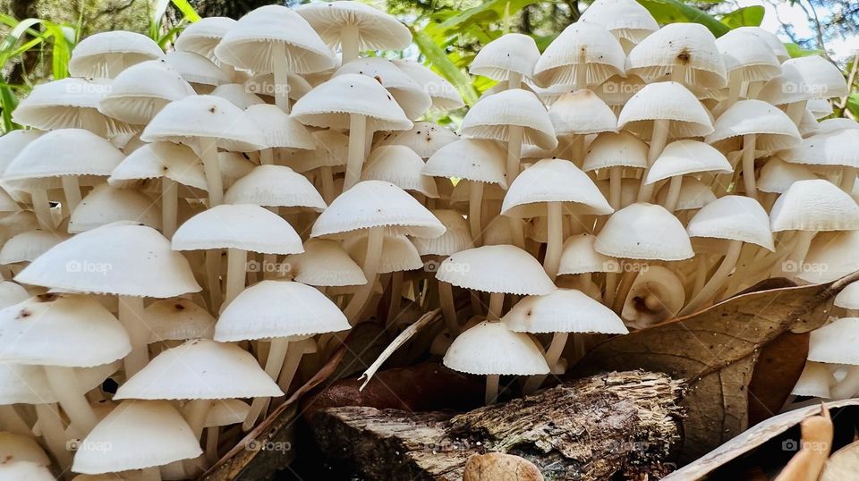 Closeup of small white-capped mushrooms 