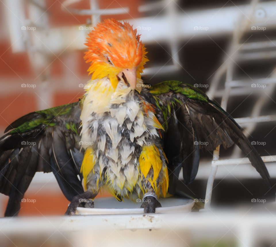 funny bird cute pet by lightanddrawing