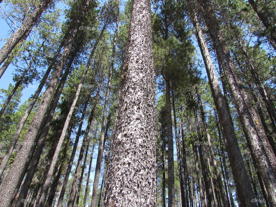Looking up through the pines at Cypress Hills