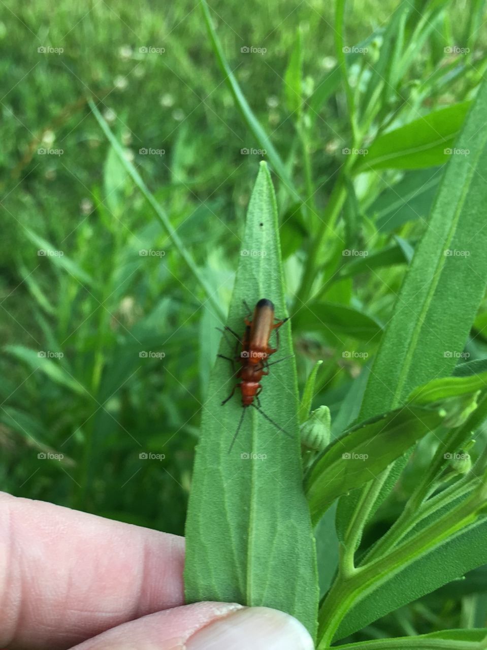 Common red soldier beetles. Can you tell what they’re doing?
