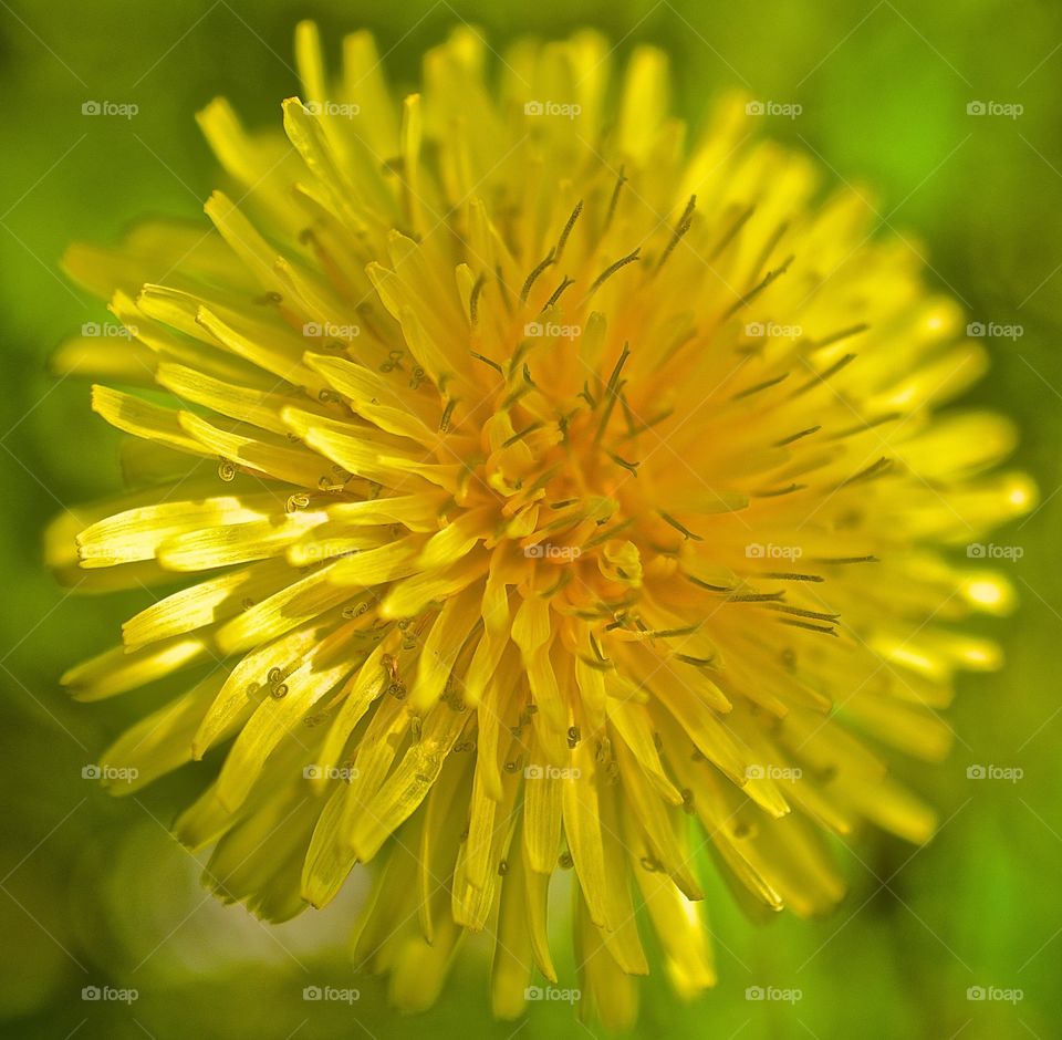 Yellow flower. Yellow dandelion 