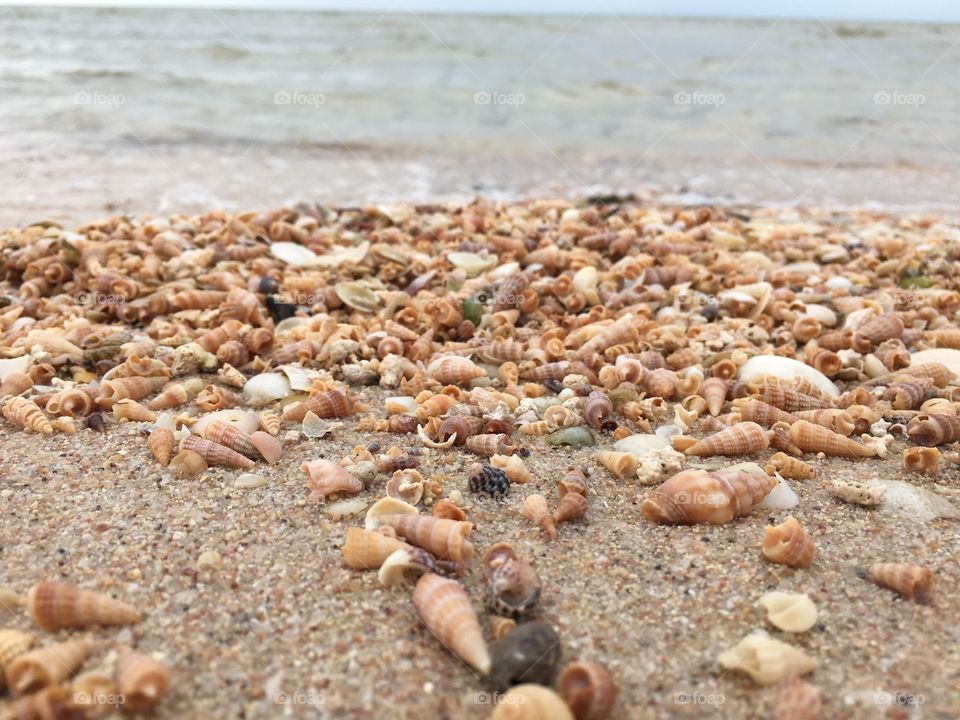 Tiny seashells on beach