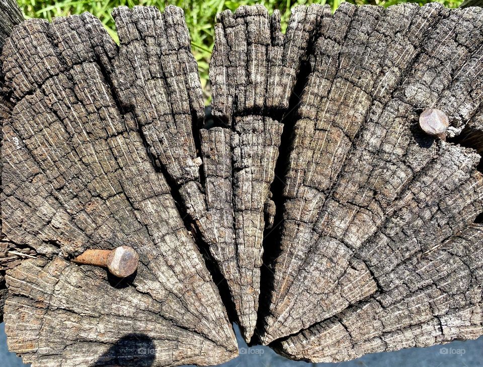 The weathered, cracked surface of a tree stump, displaying a fascinating pattern of age and decay.