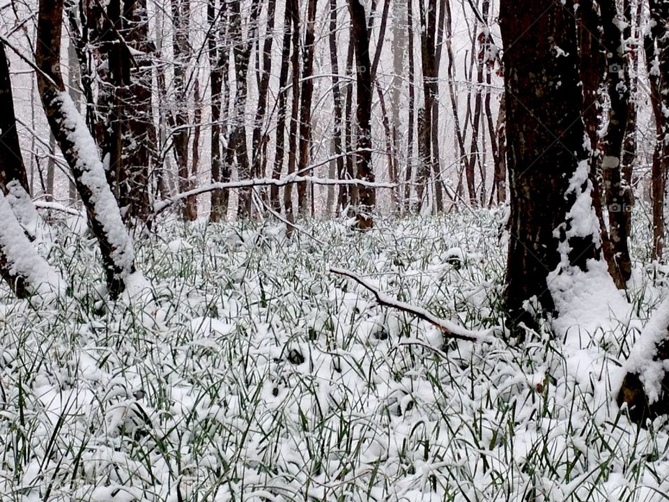 First snow in woods