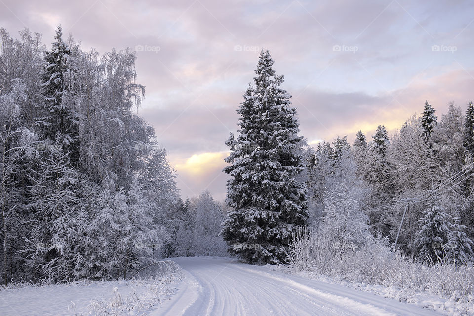 Winter road in Krimulda,Latvia