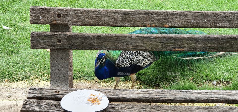 Peacock eating