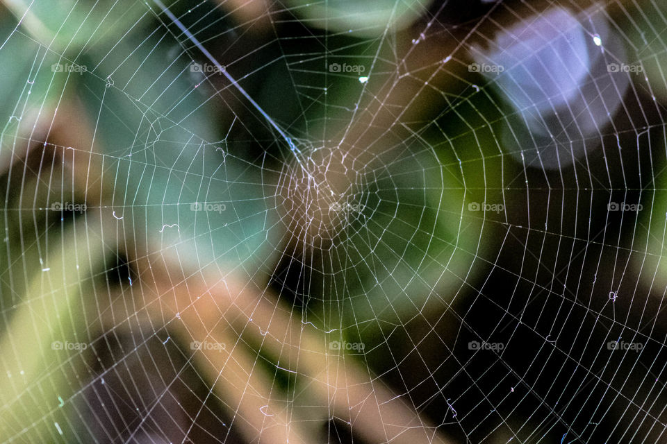 spider web details