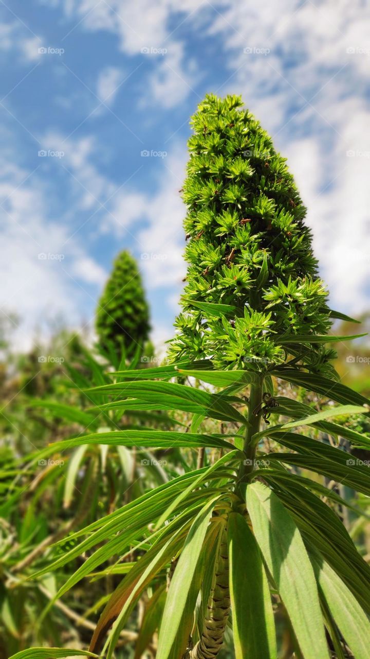 Green Echium, green Arrow!