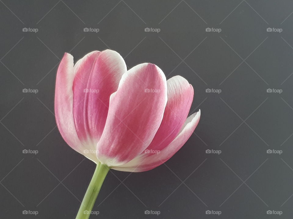 Rosa Tulpenblüte vor grauem Hintergrund