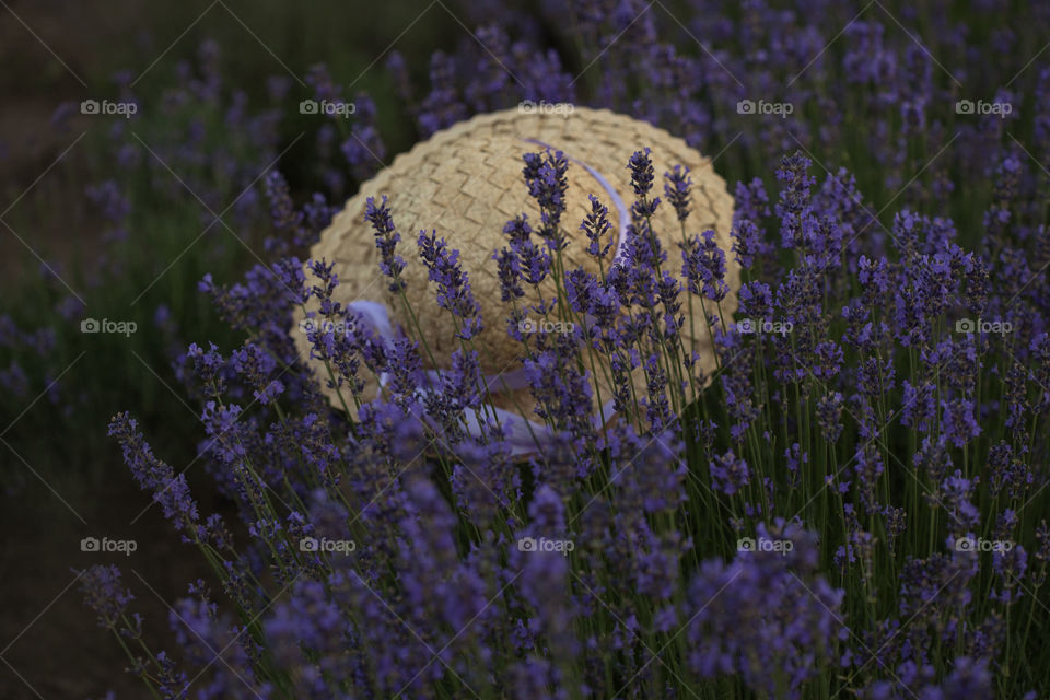 flowers lavander, summer and hat,violet