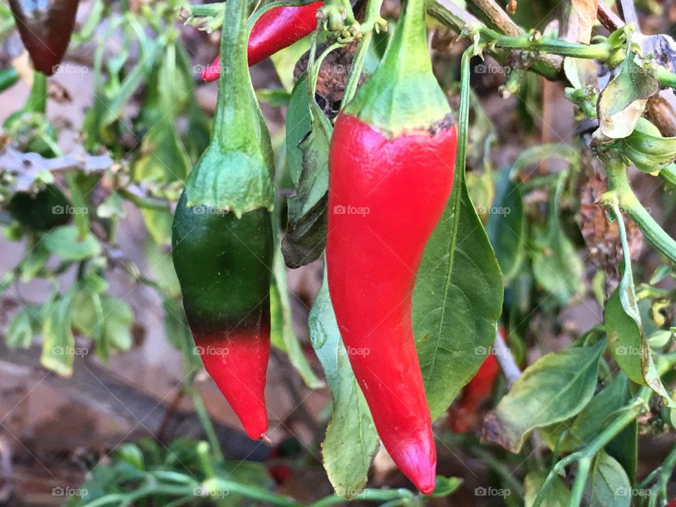 Red chile pepper on bush