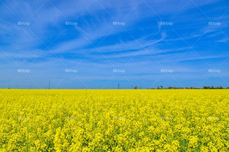 A field of flowering rapeseed
