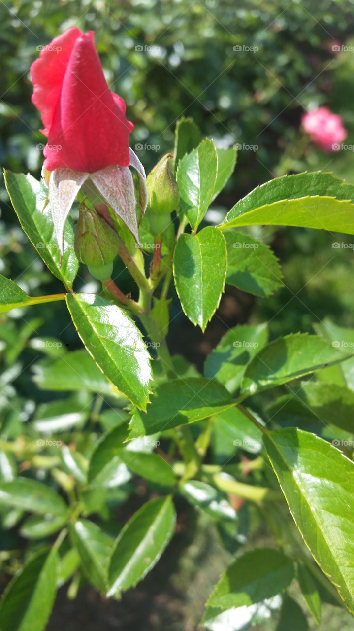 Leaf, Nature, Flora, No Person, Flower