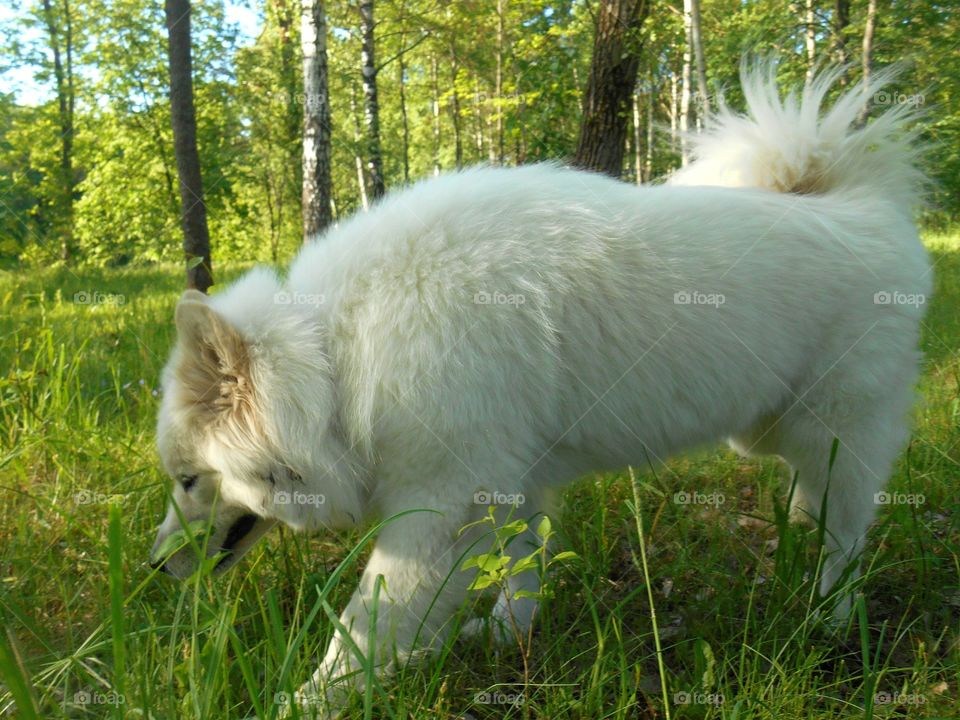 Mammal, Nature, Grass, Animal, Dog