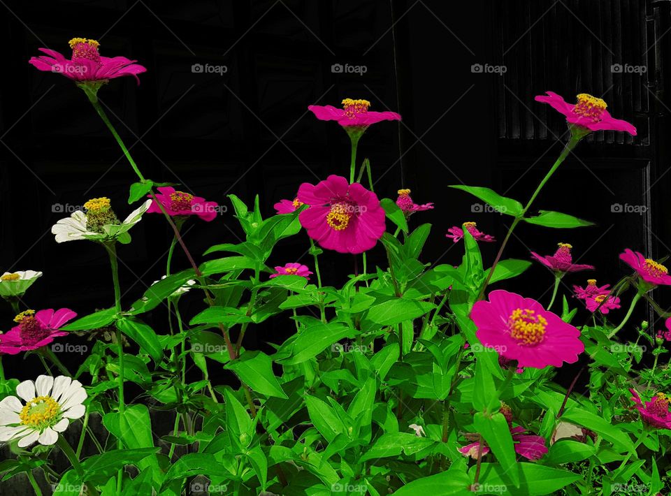 Garden ornamental plnat in front of the house, red and white zinnia flowers, the backgorund of the picture is solid black, red and white zinnia can decorative home gardens, city park, plants in the median of highways, zinnia flower are planted in pot