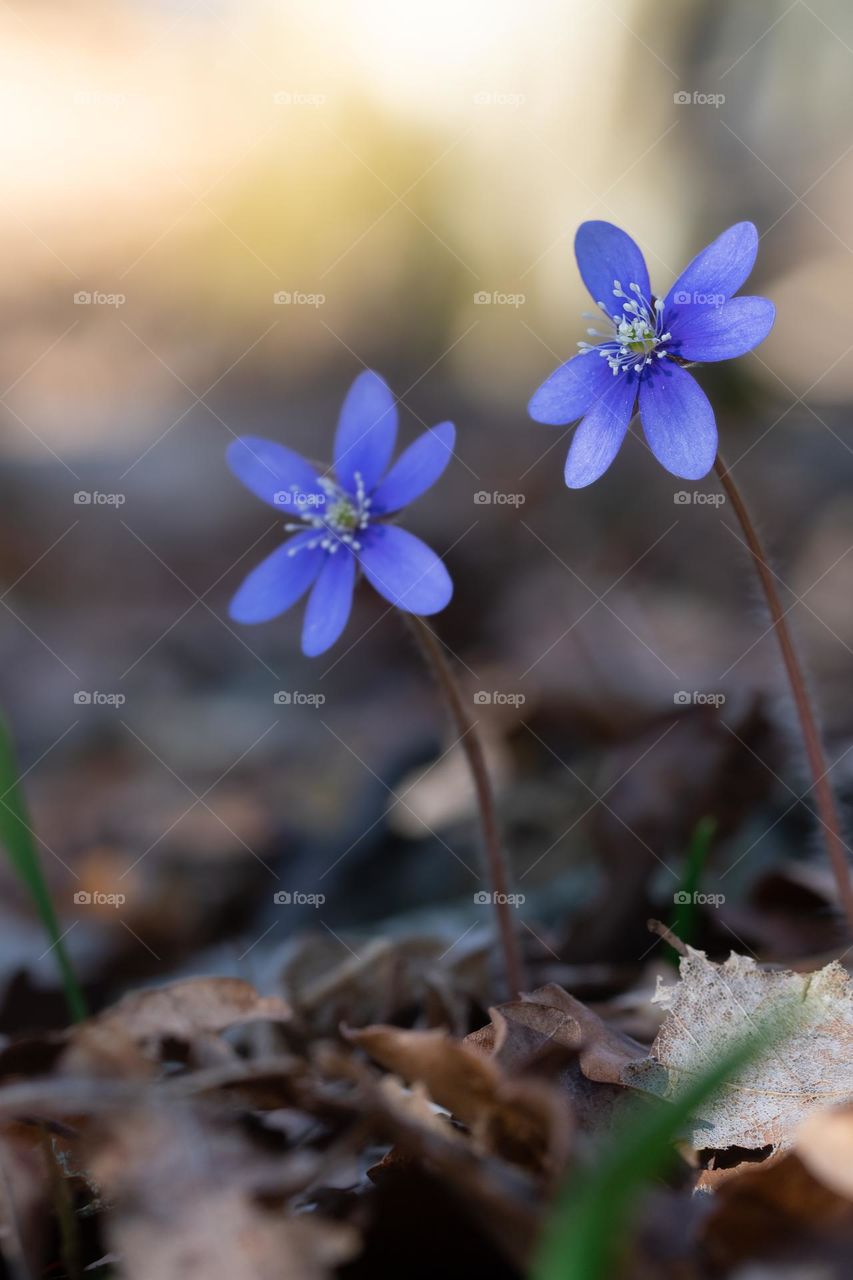 Close up or macro of blue anemone hepatica flowers