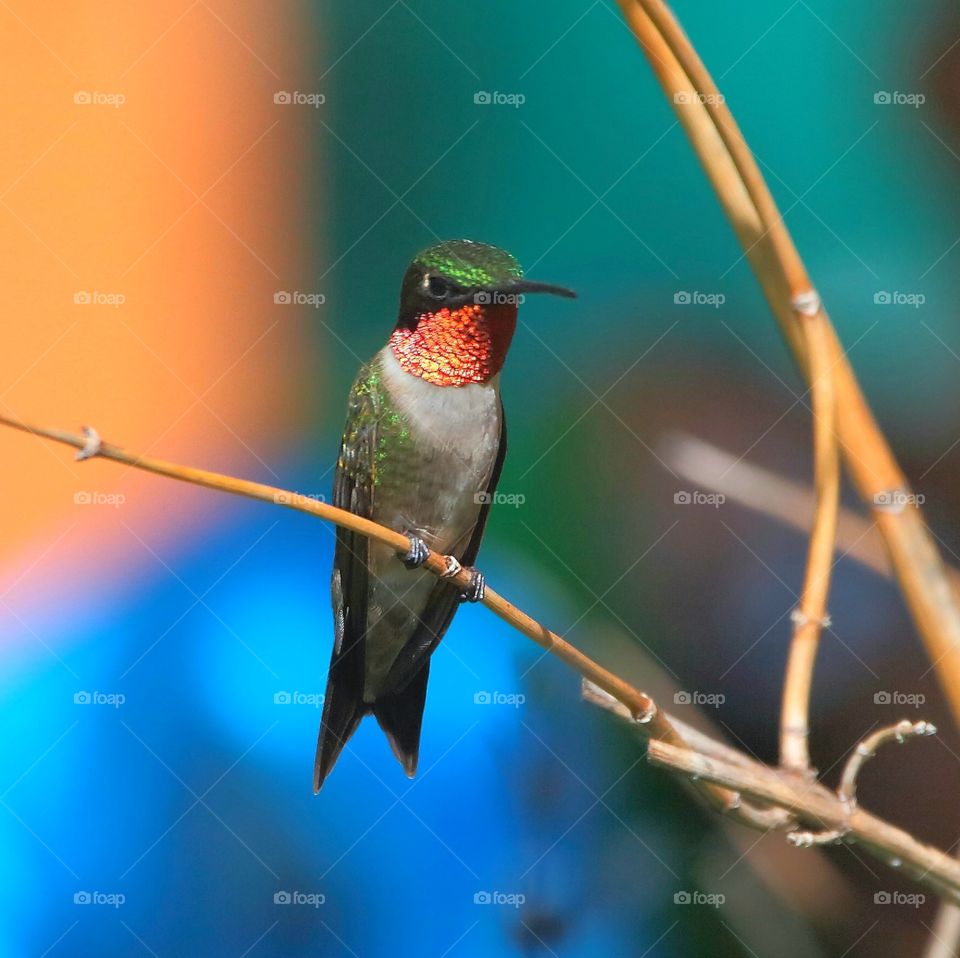 hummingbird