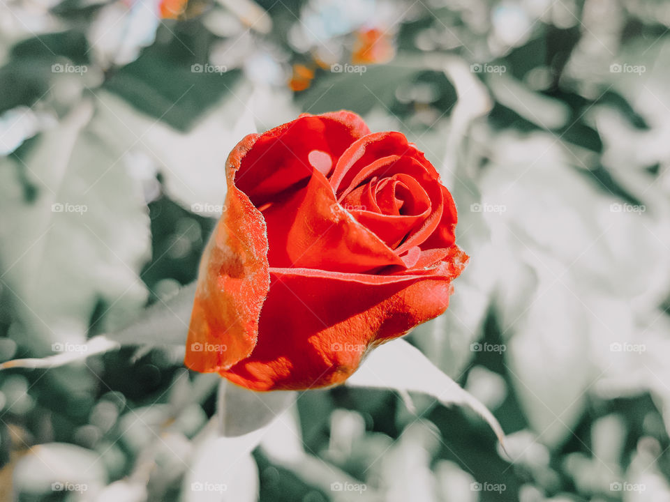 Red rose in the garden at blurred background.