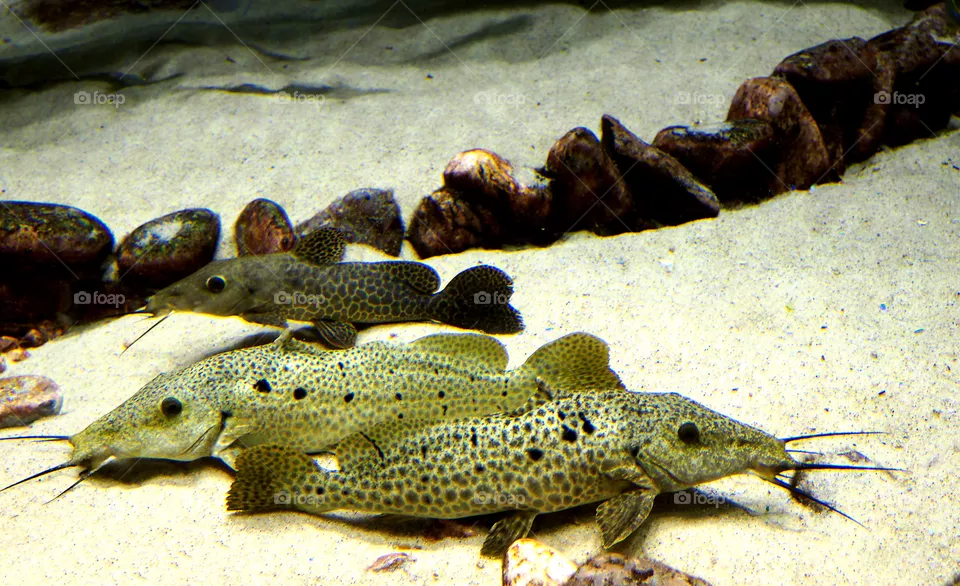 fish