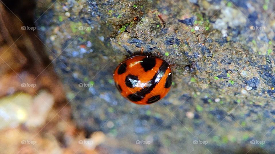 Ladybug