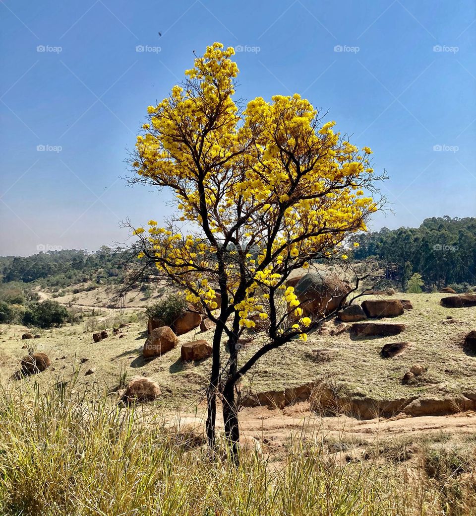 Um solitário #ipê amarelo em meio a natureza!
Fotografar os cenários da #natureza, faz bem!
📸
#FOTOGRAFIAéNOSSOhobby