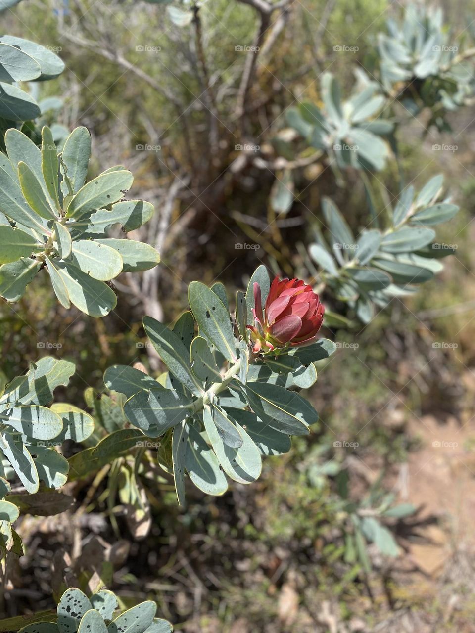 Protea flower in the wild. 