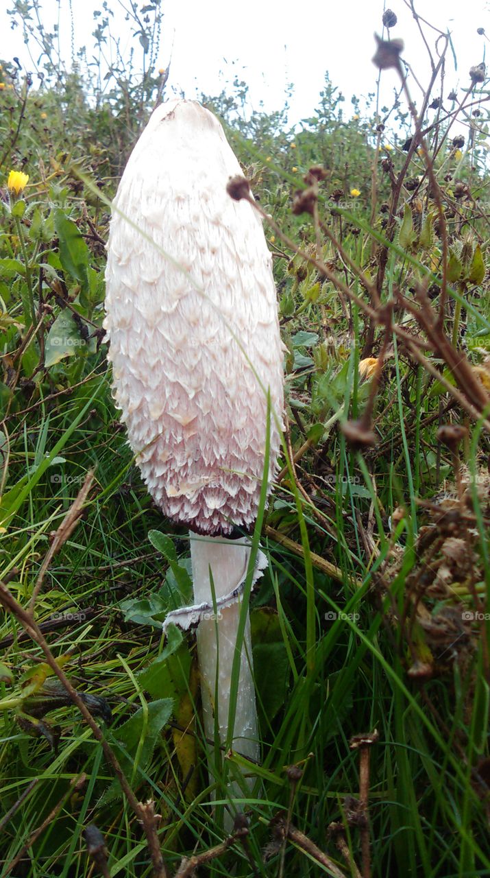 shaggy inkcap
