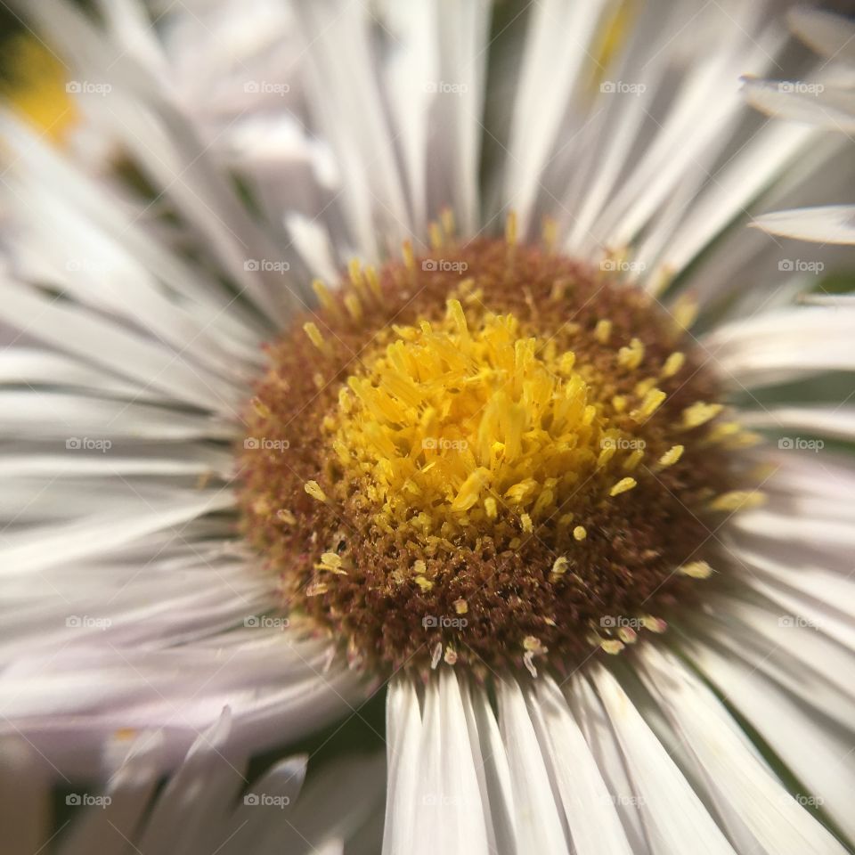 Extreme close-up of a white flower