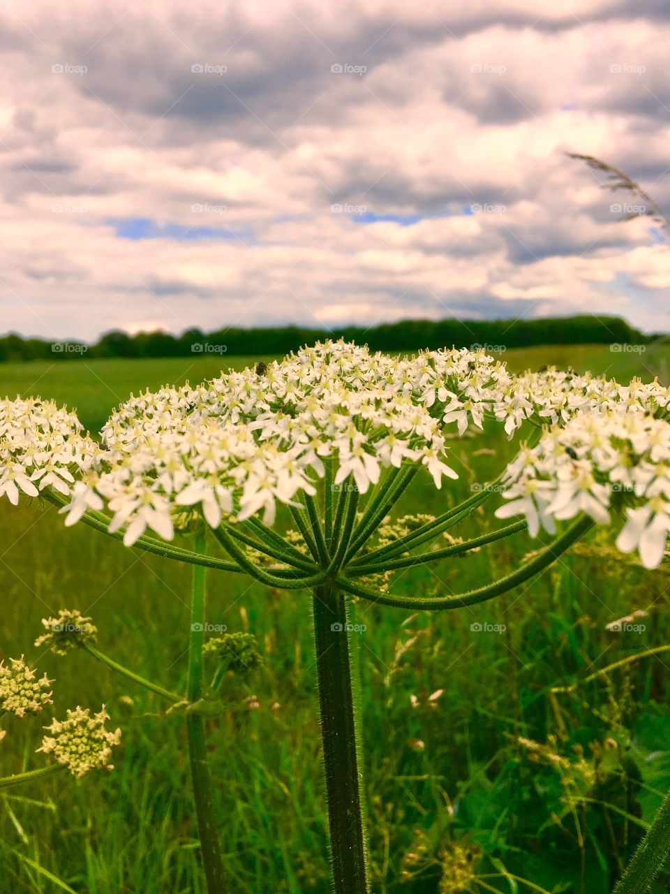 Cow parsley so common yet beautiful 