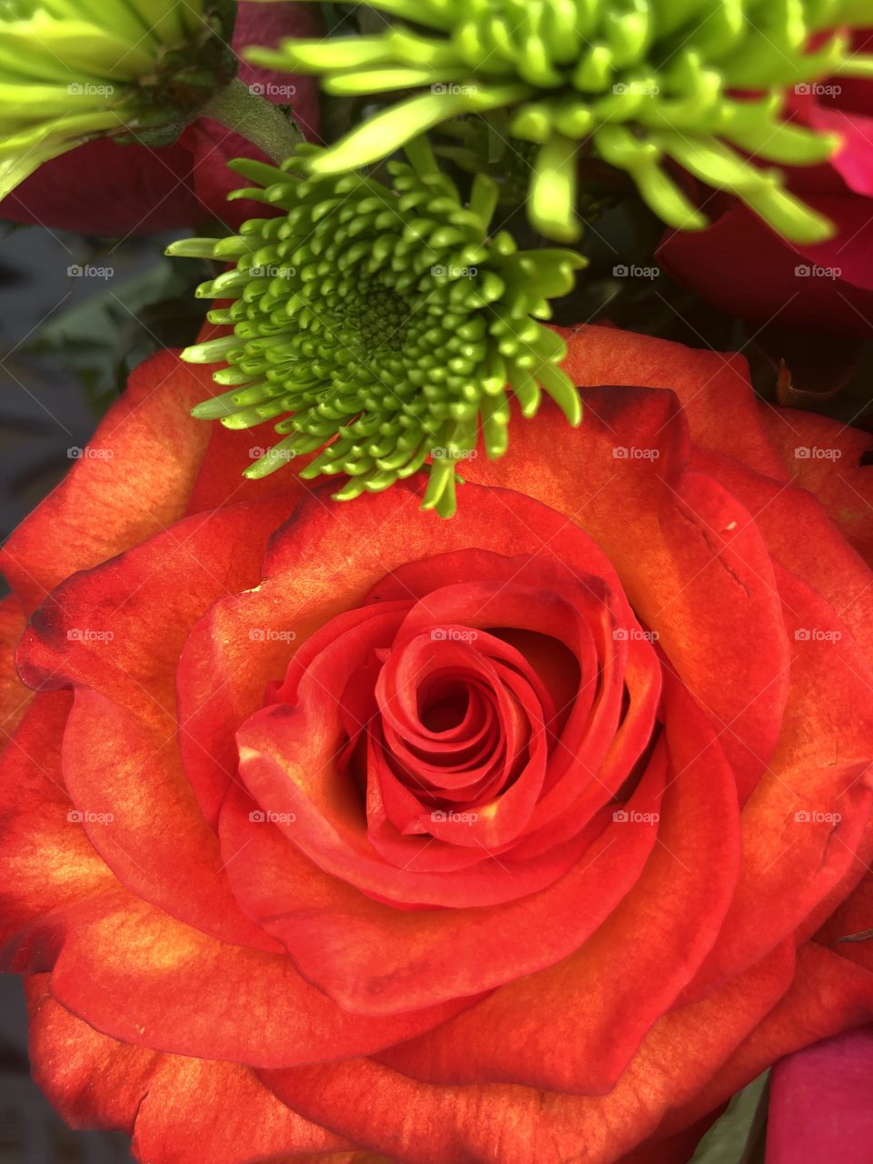 Vibrant orange rose with touch of green mum