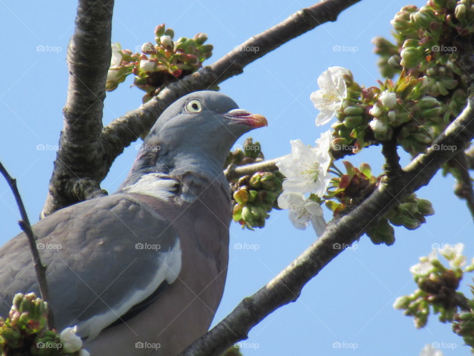 Wood pigeon in cherry blossom tree