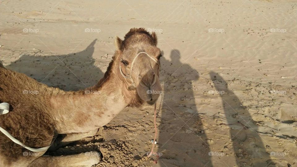 beautiful camels on sand.