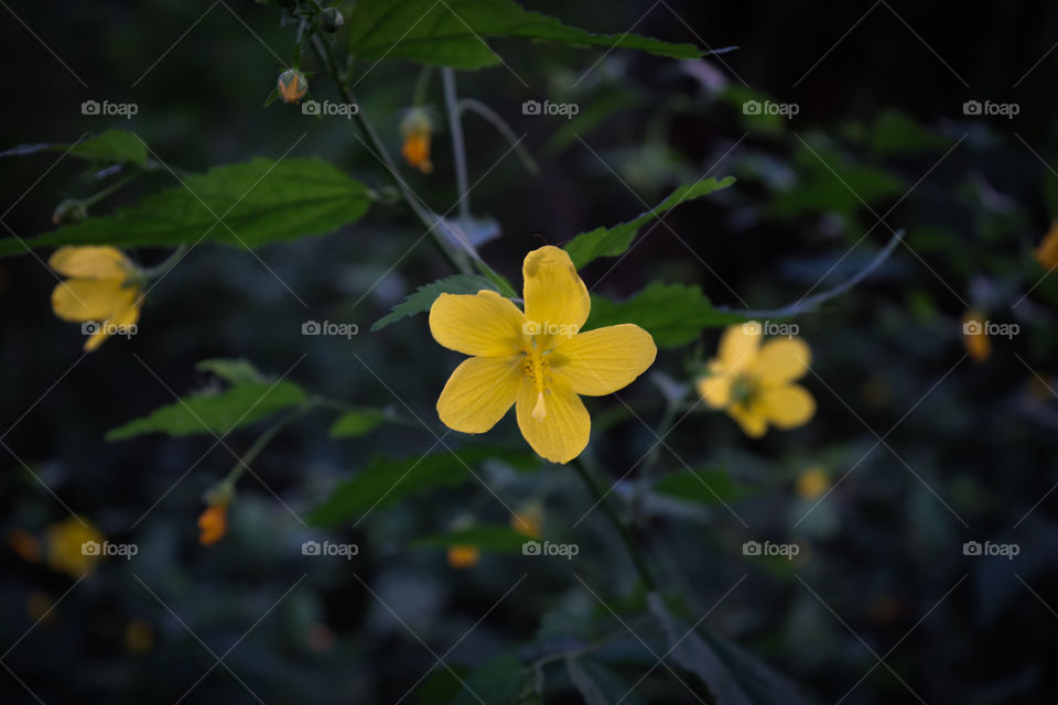 Pequena flor amarela