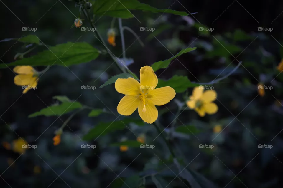 Pequena flor amarela