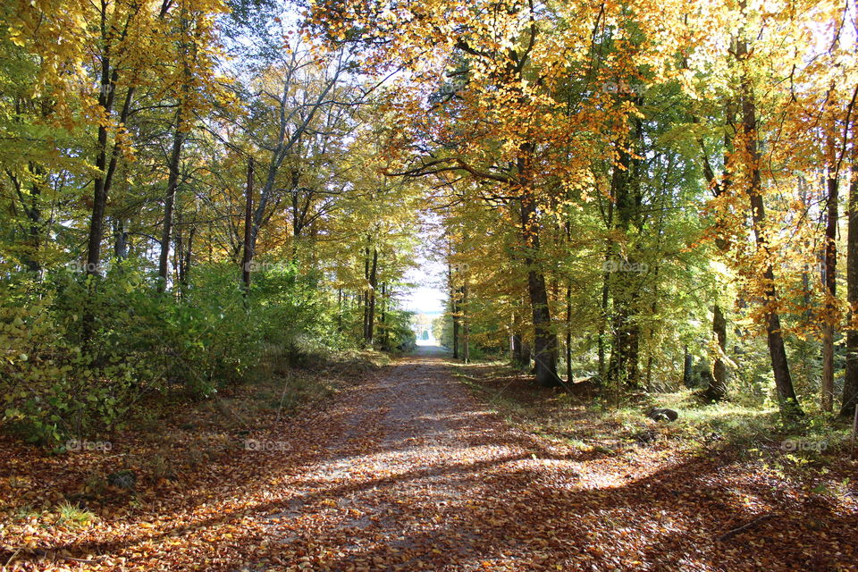 Road of autumn