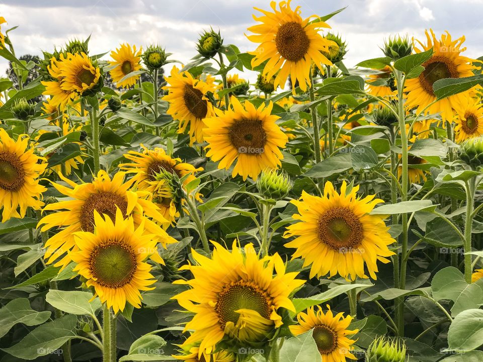 Sunflowers