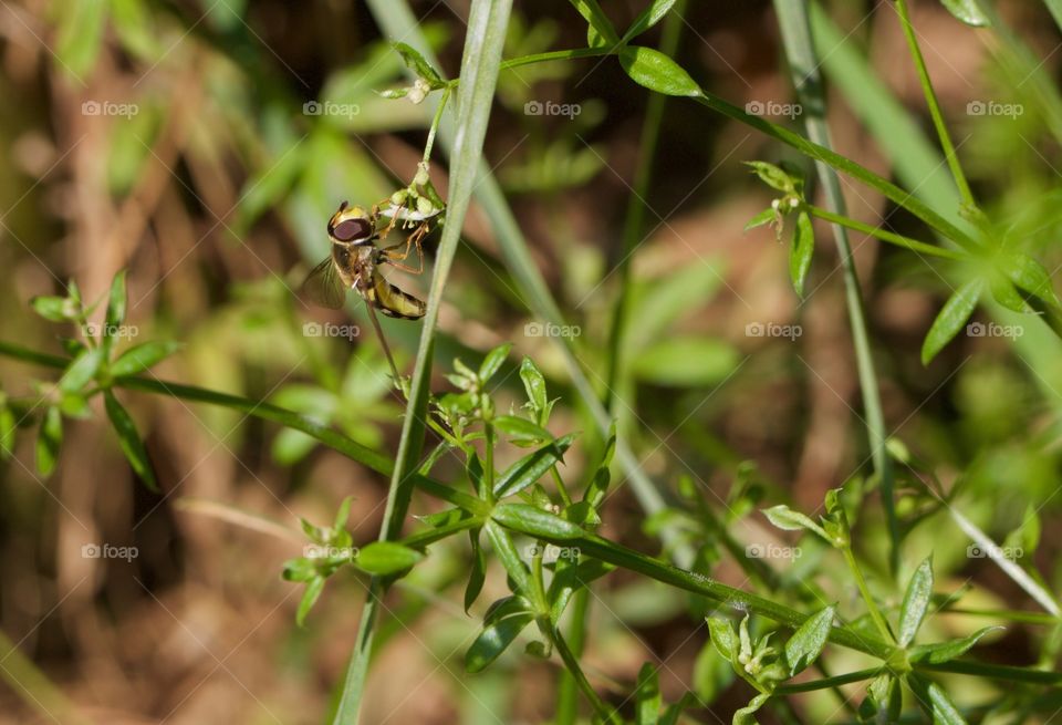 Wasp on green leaf