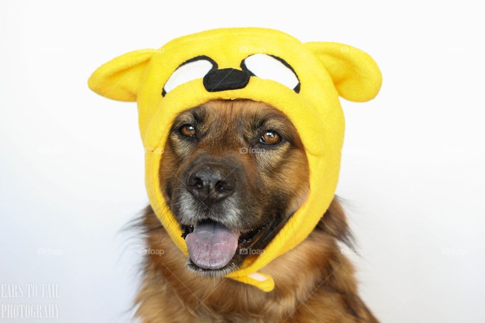 Jake the dog 